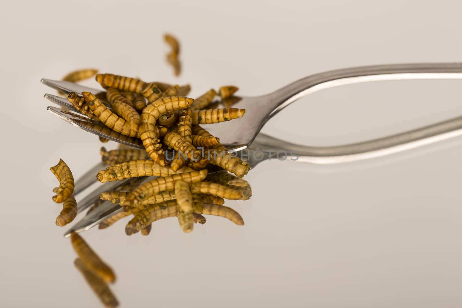 Fried insects, molitors by CatherineL-Prod