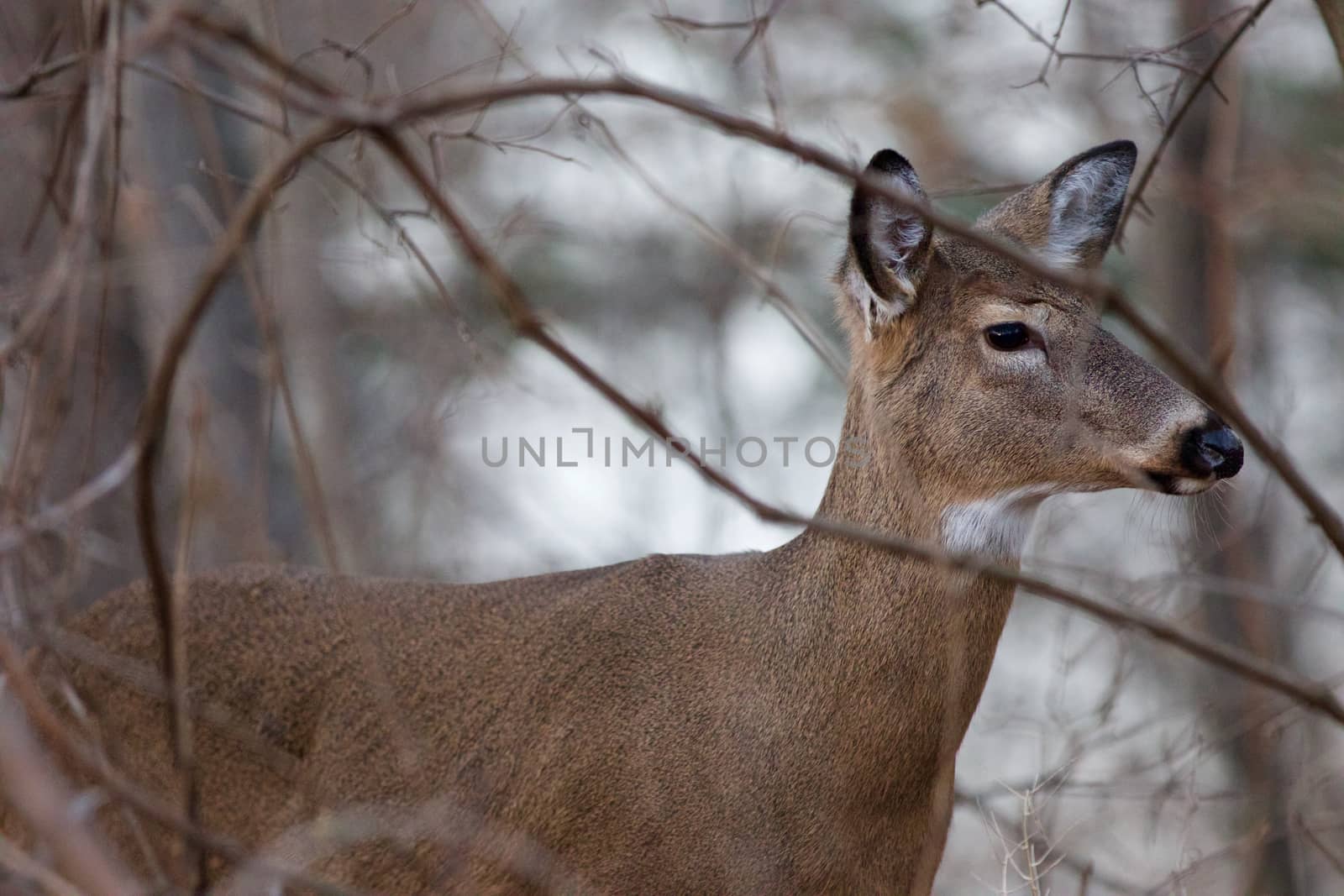 Young beautiful deer in the bush close-up by teo