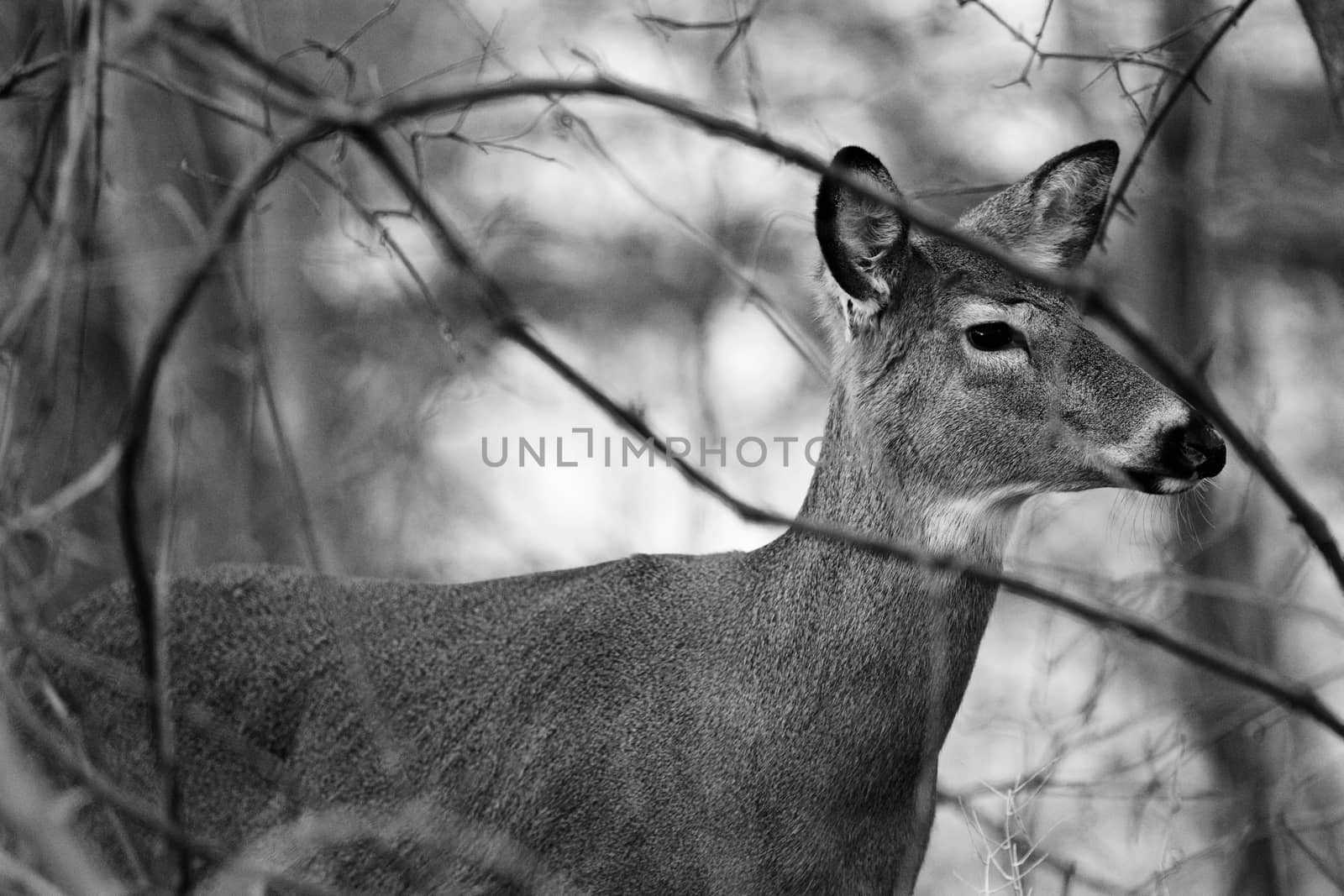 Black and white closeup of the deer by teo