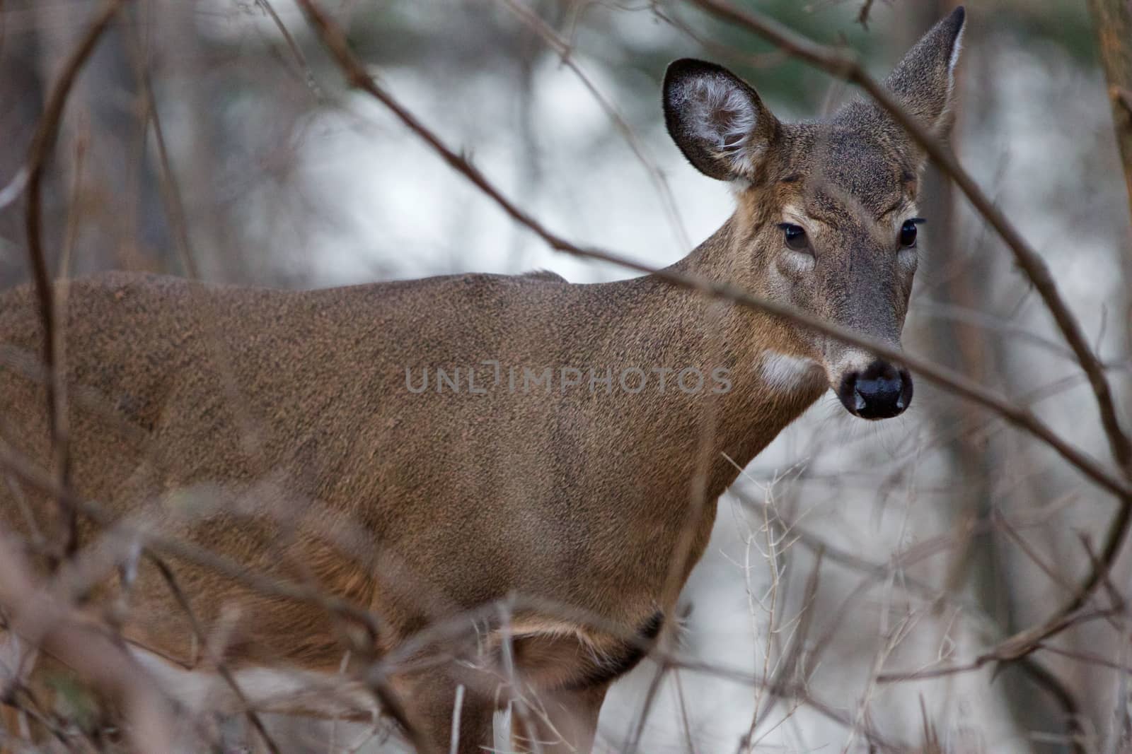 Photo of the funny deer in the forest by teo