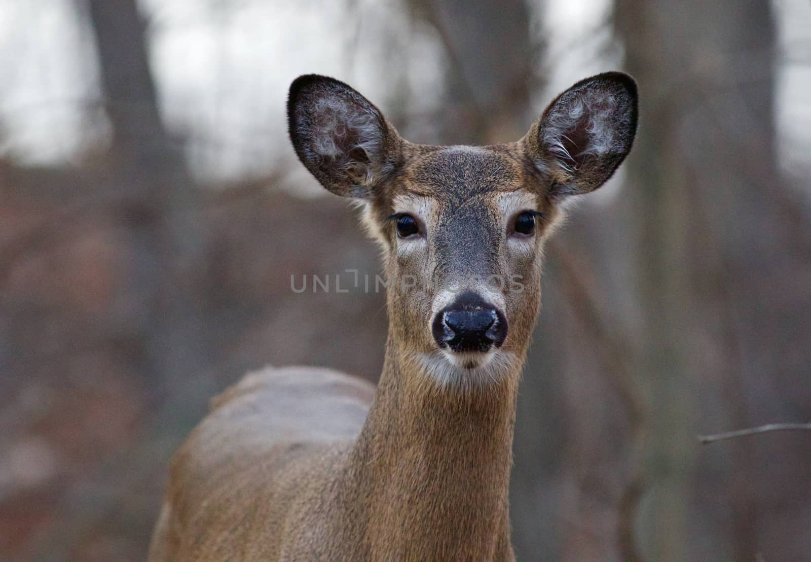 Beautiful closeup of a young deer in the forest
