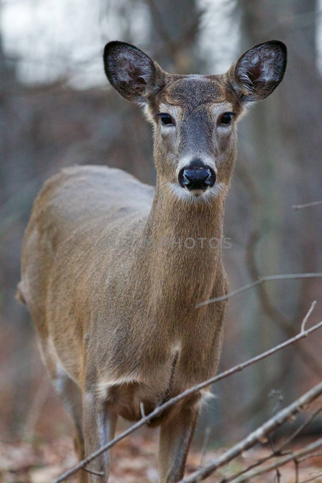 Photo of a young deer in the forest by teo