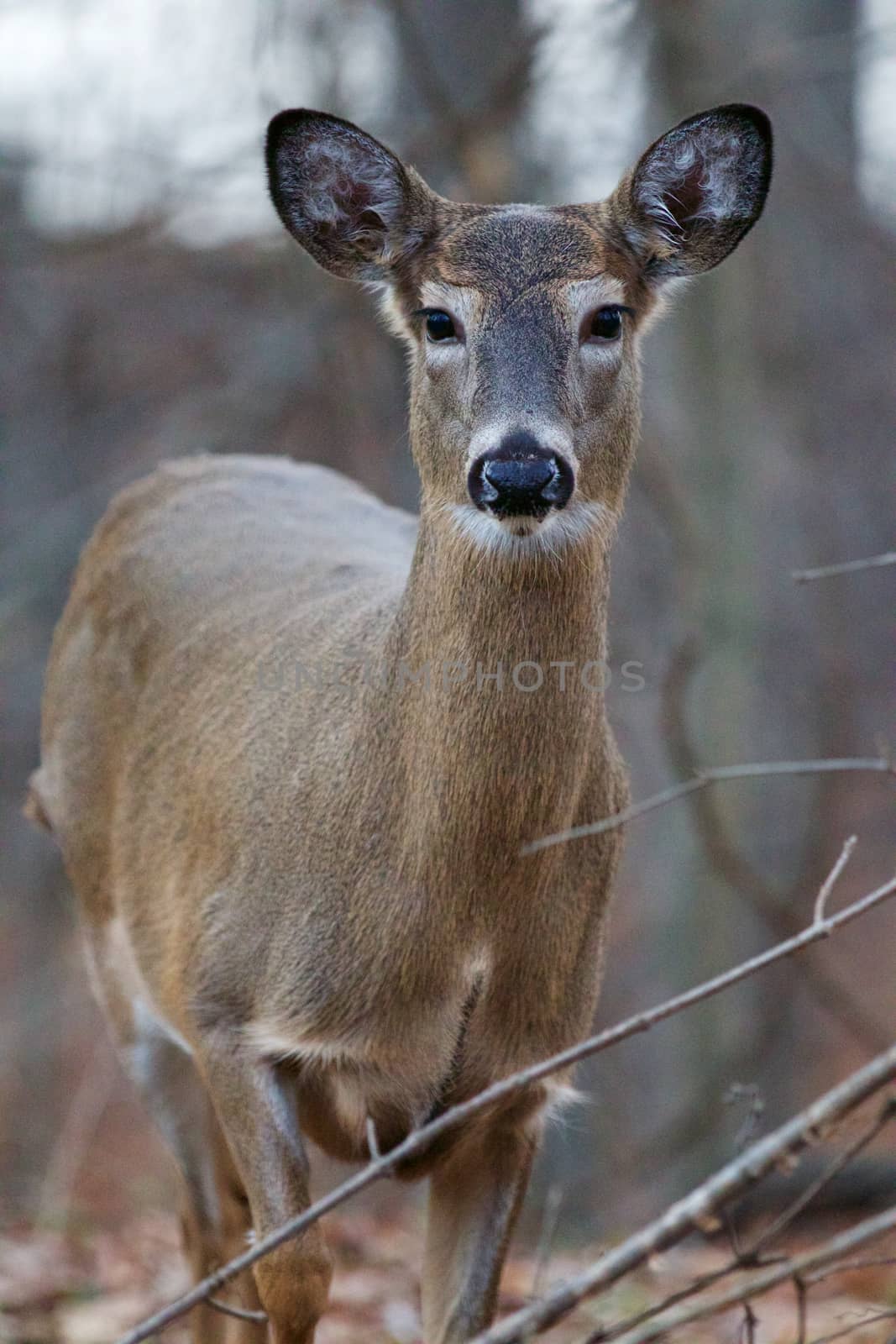 Nice image with a wild deer in the forest