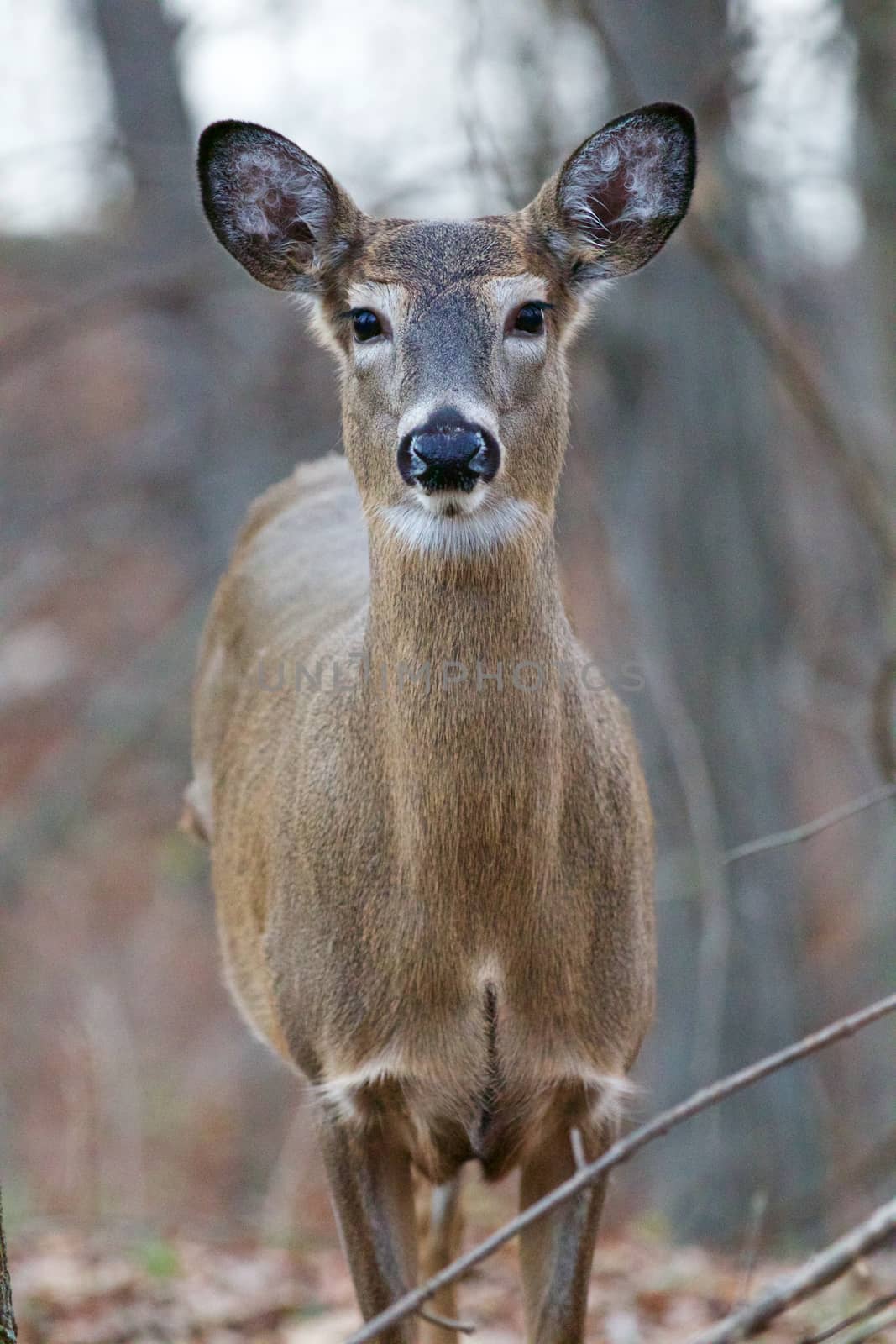 Photo of the wide awke beautiful deer looking straight by teo
