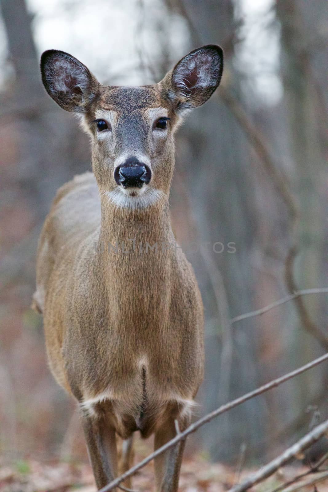 Image with the beautiful deer looking straight to you