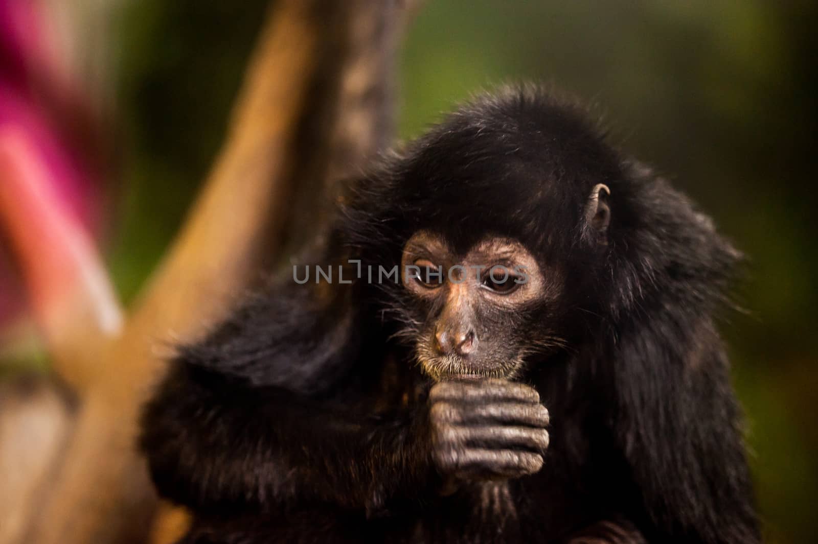 A small monkey giving one of his primate friends a curious gaze