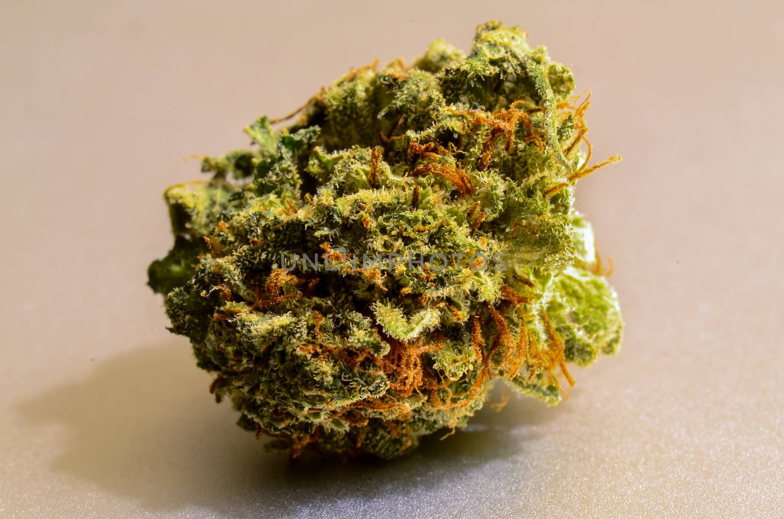 Small Nug of Casey Jones recreational marijuana grown by Kindman