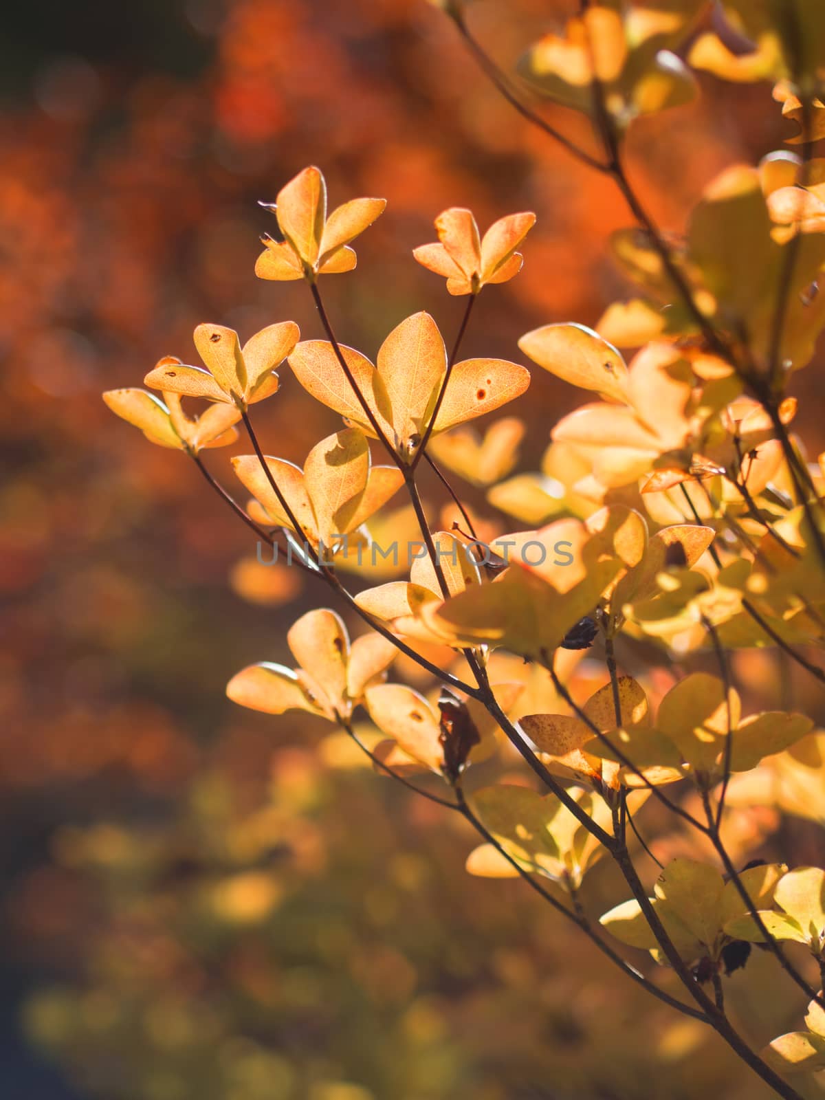 close up of golden autumn foliage