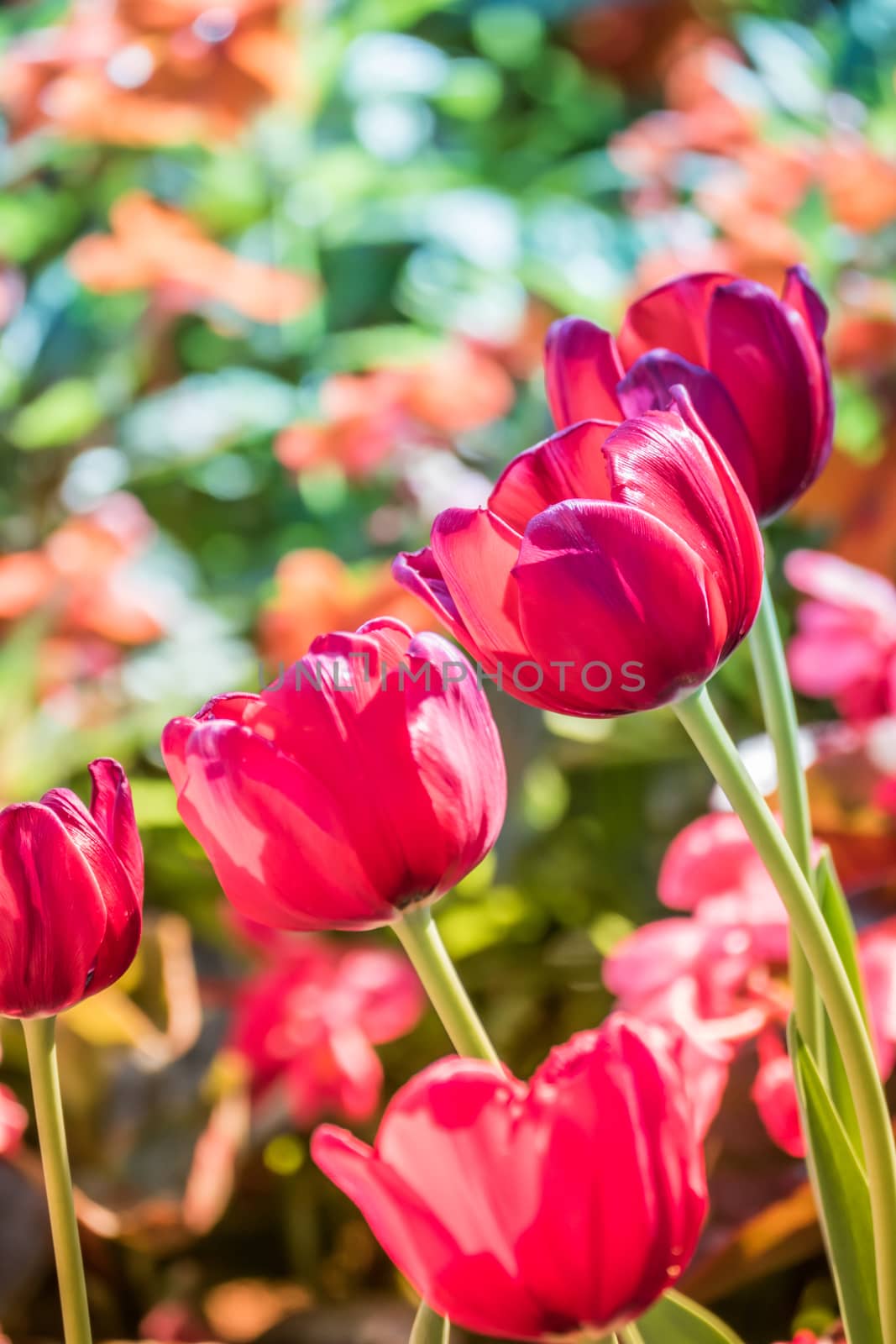 Tulip. Beautiful bouquet of tulips. colorful tulips. tulips in spring,colourful tulip