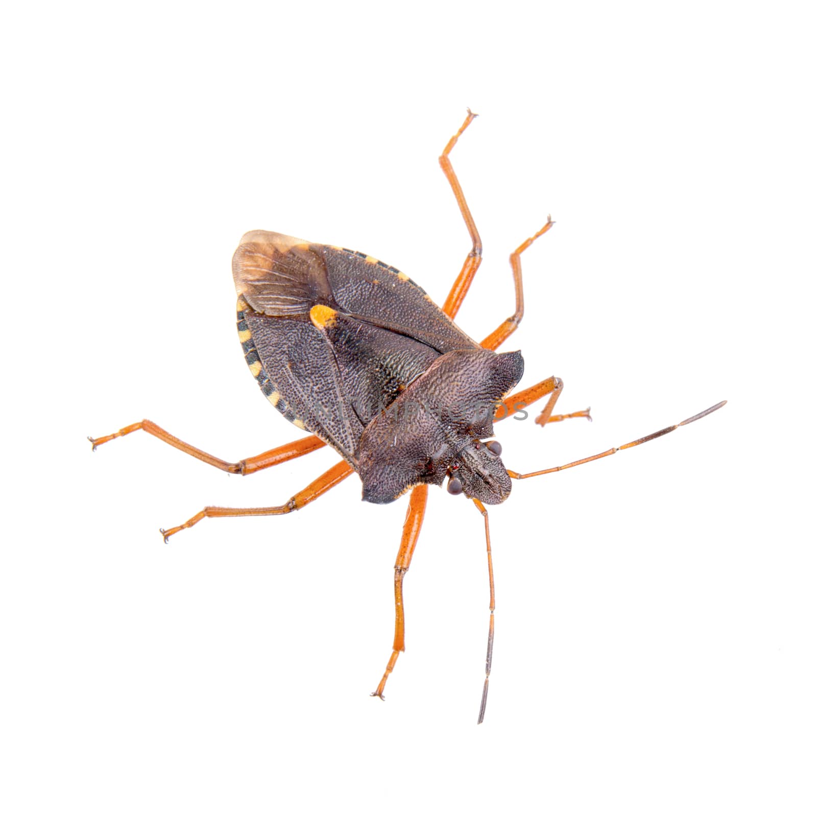 Brown shield bug isolated on a white background
