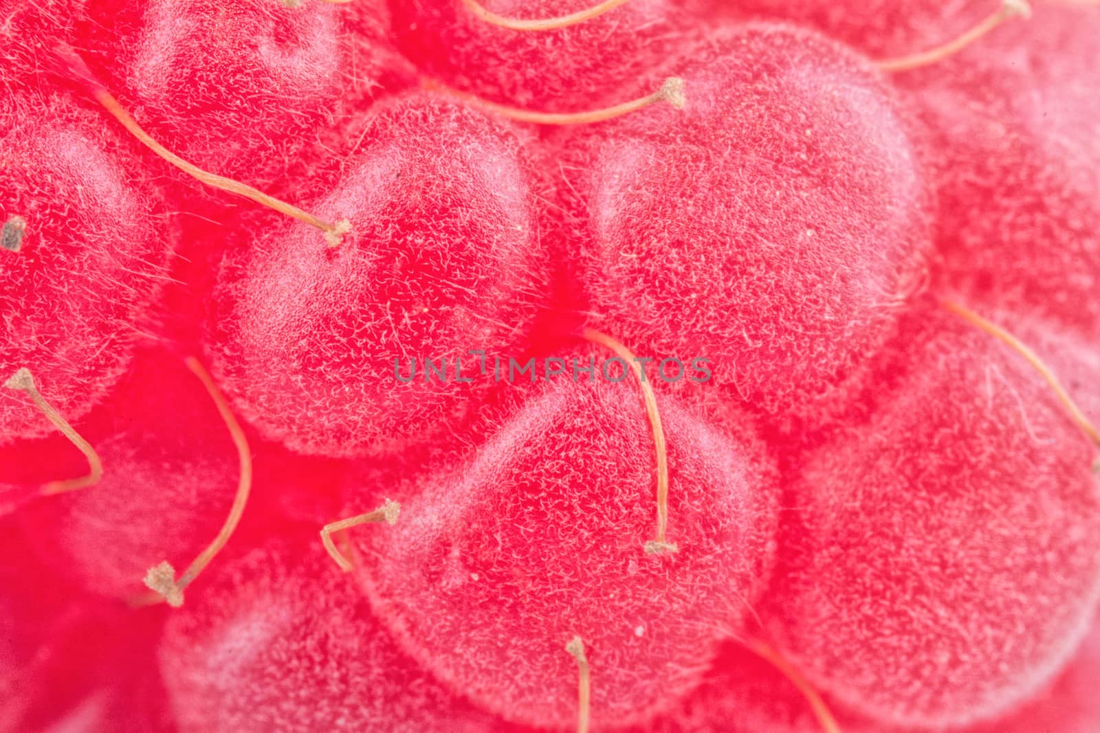 Macro detail of the surface of the raspberries
