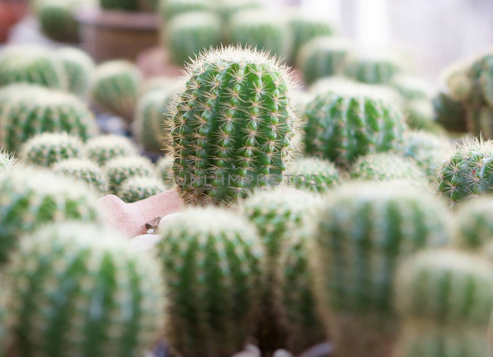 Domestic cactus is nature green plant,  has spiked around the trunk.