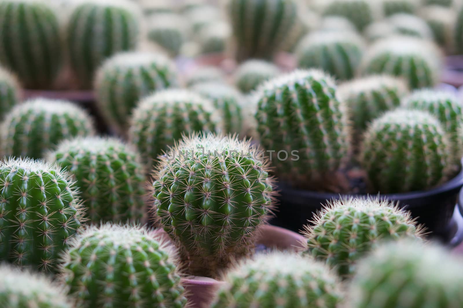 Domestic cactus trunk by ninun