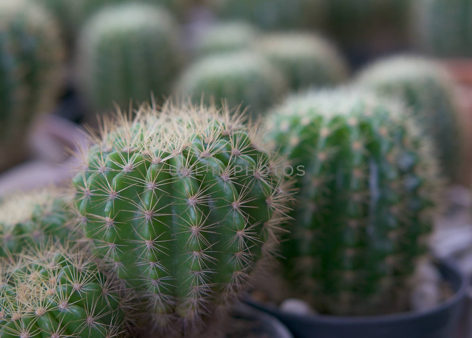 Green cactus in pot by ninun