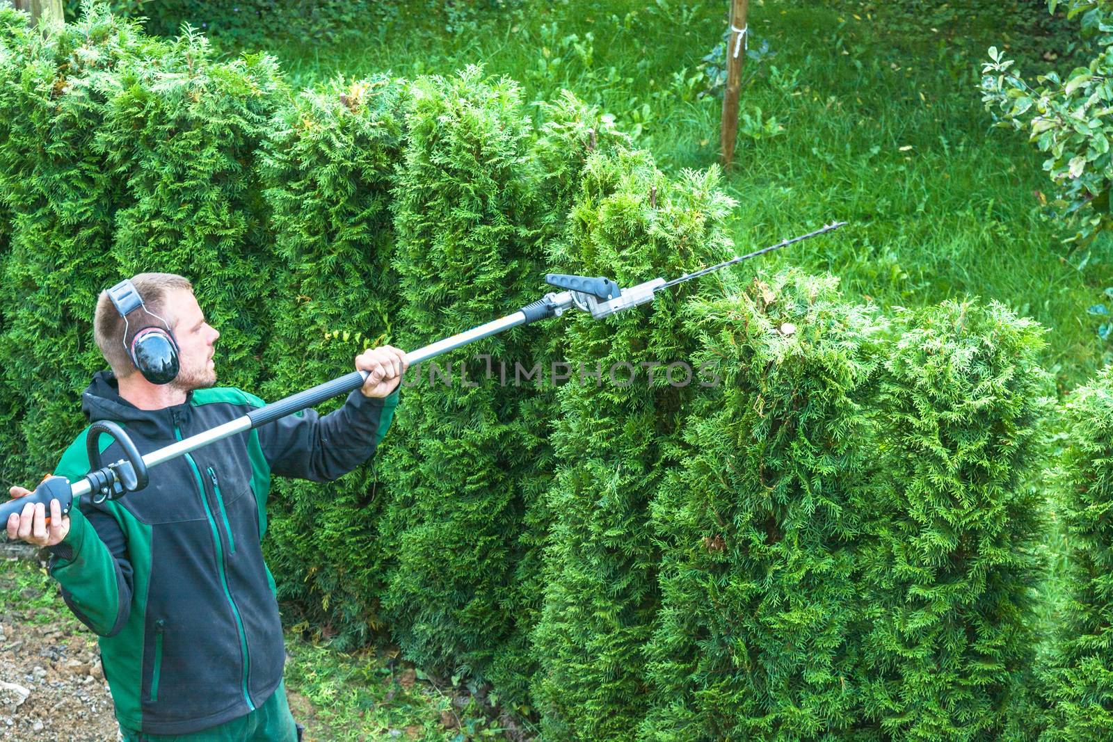 Cutting a hedge with a hedge trimmer motor.