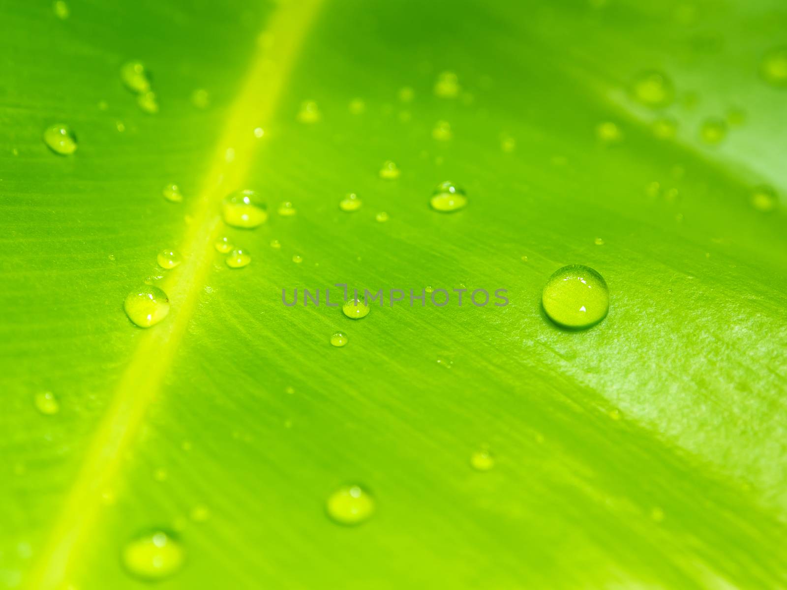 close up image of dew drops on green leaf