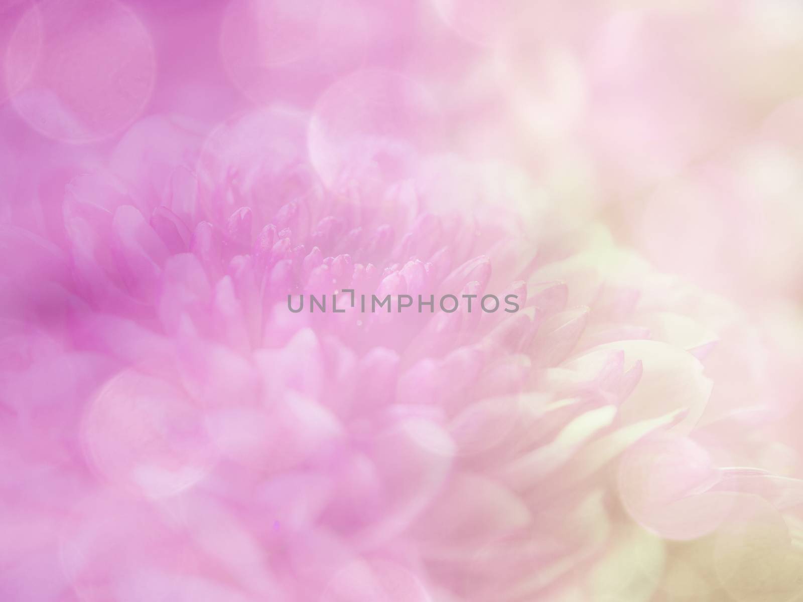 image of bright colorful bokeh overlap with flower image background