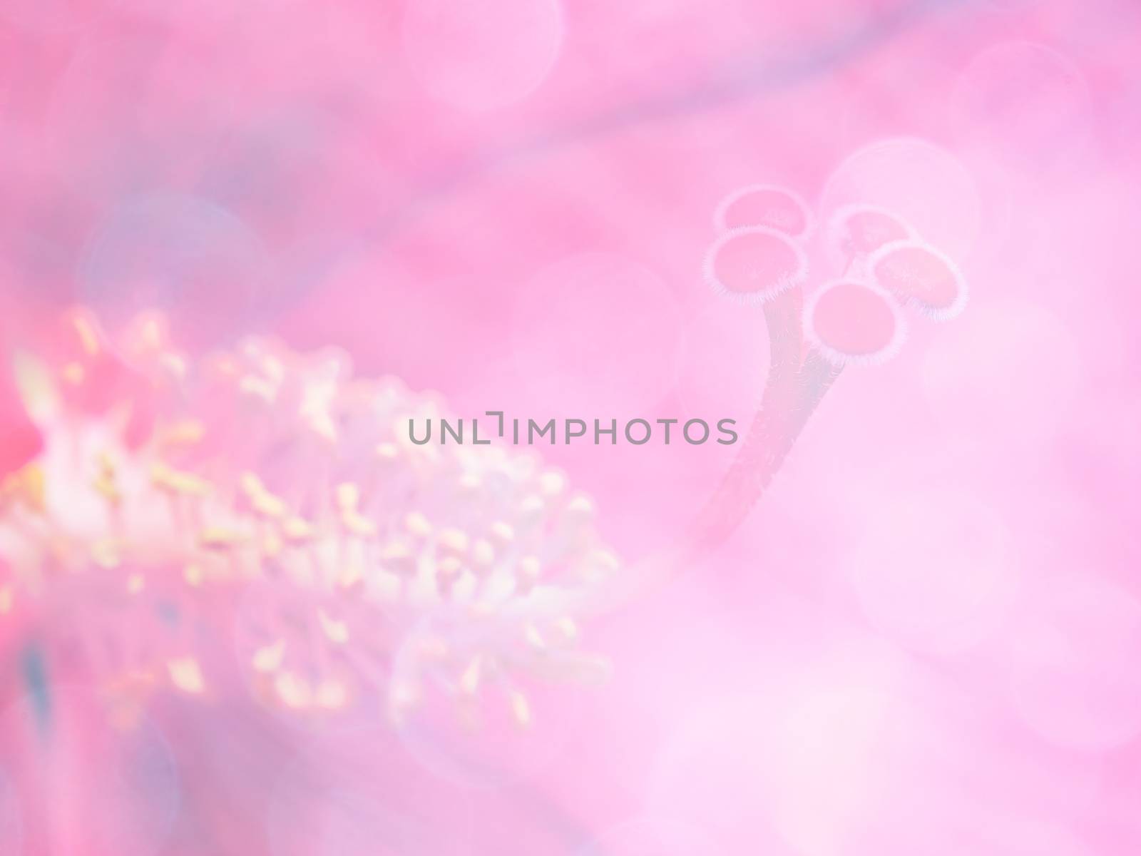 image of bright colorful bokeh overlap with flower image background