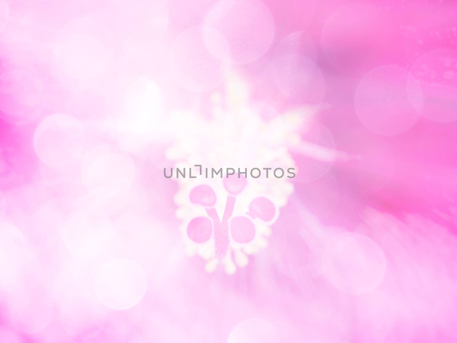 image of bright colorful bokeh overlap with flower image background