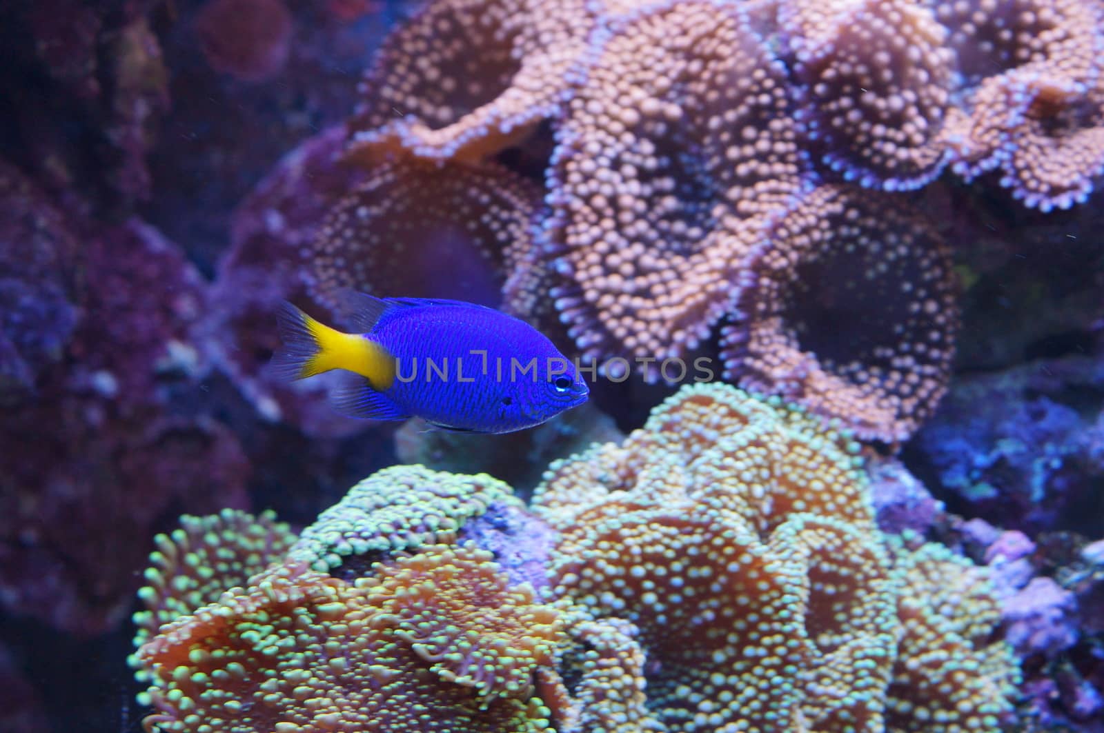 Aquarium fish blue color