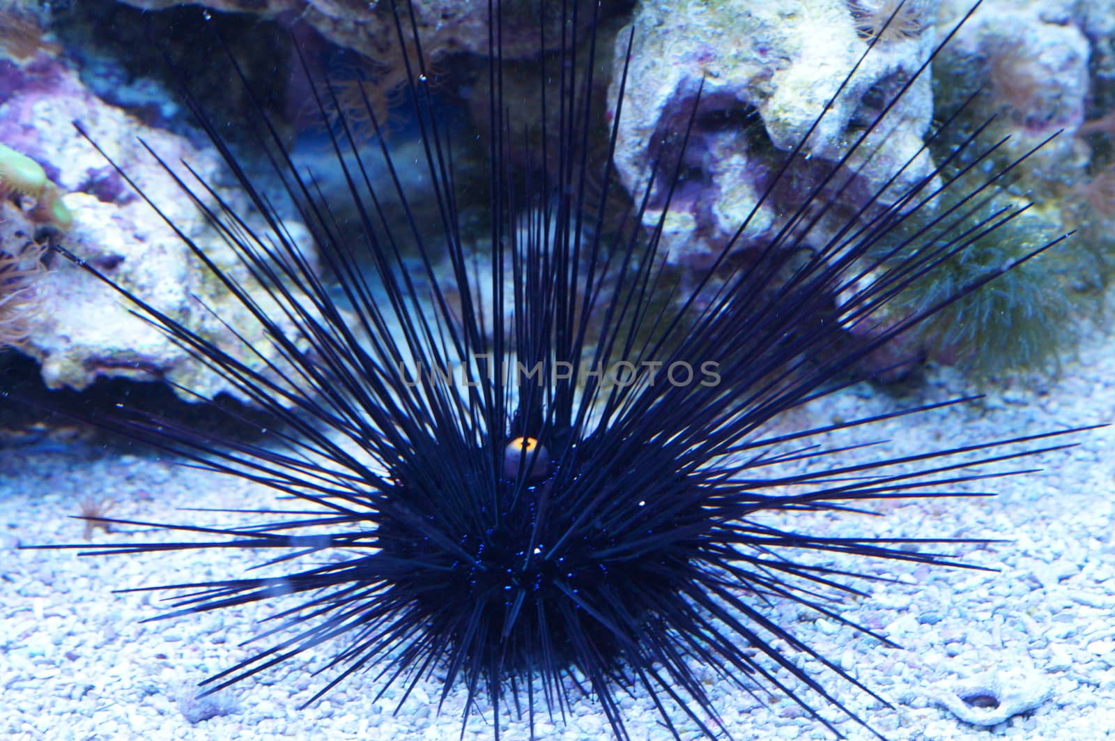 Urchin underwater