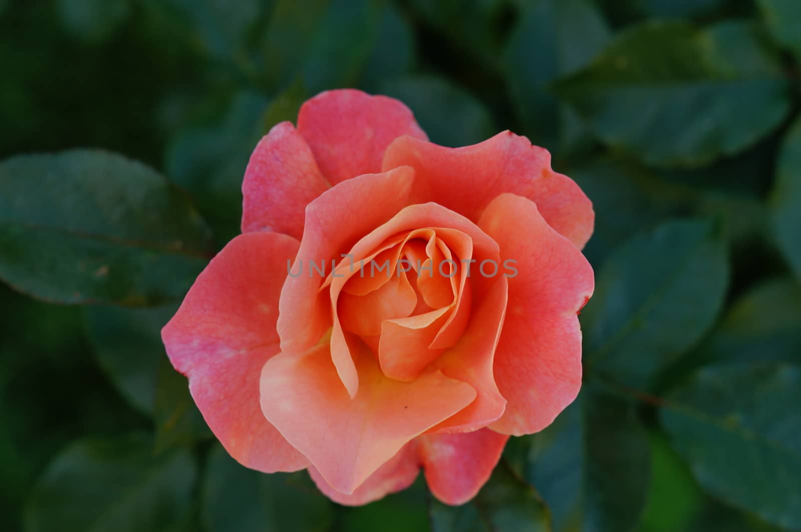 Red rose close up by celaler