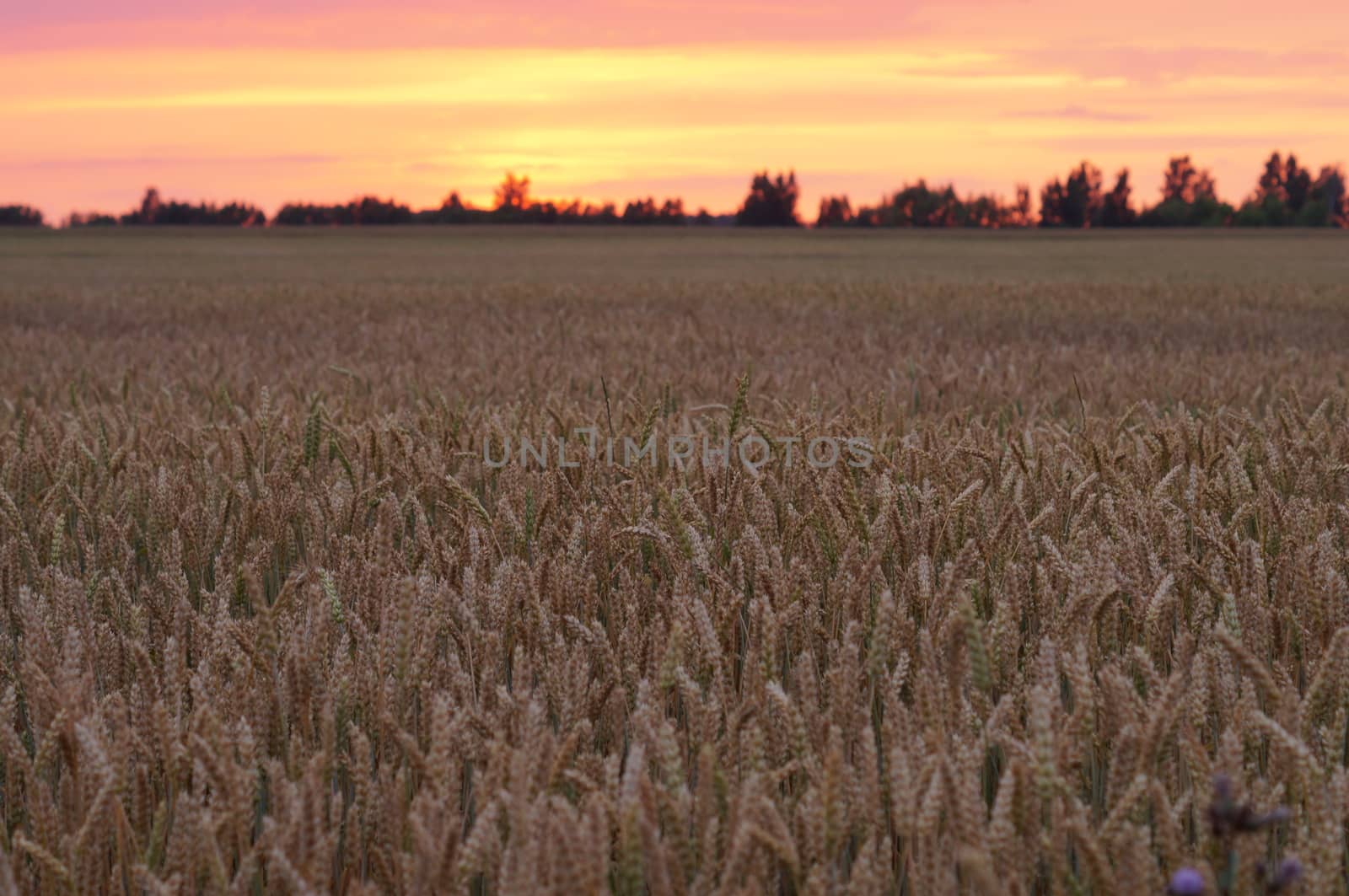 Wheat dusk down