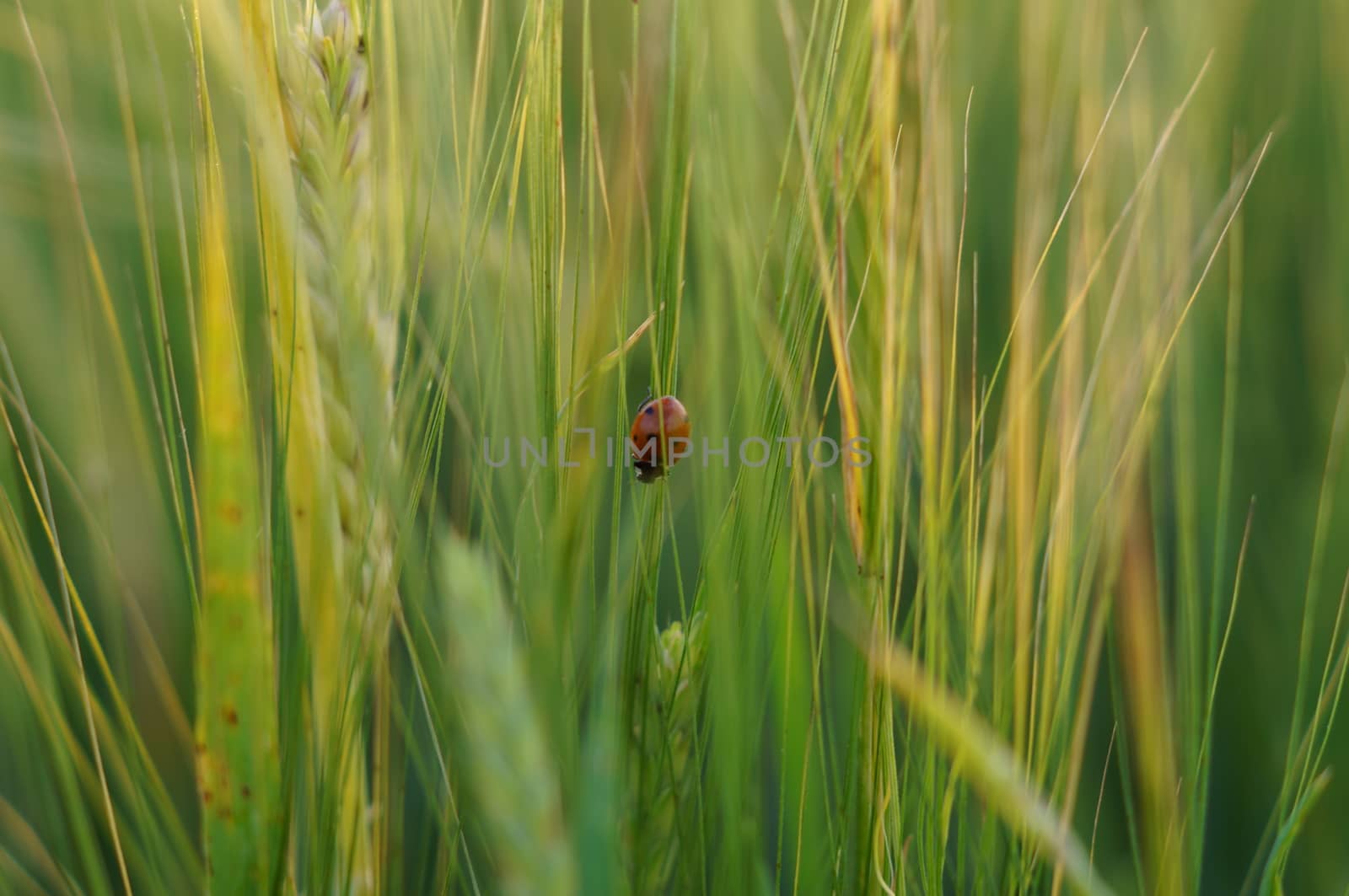 Ladybird on green grass