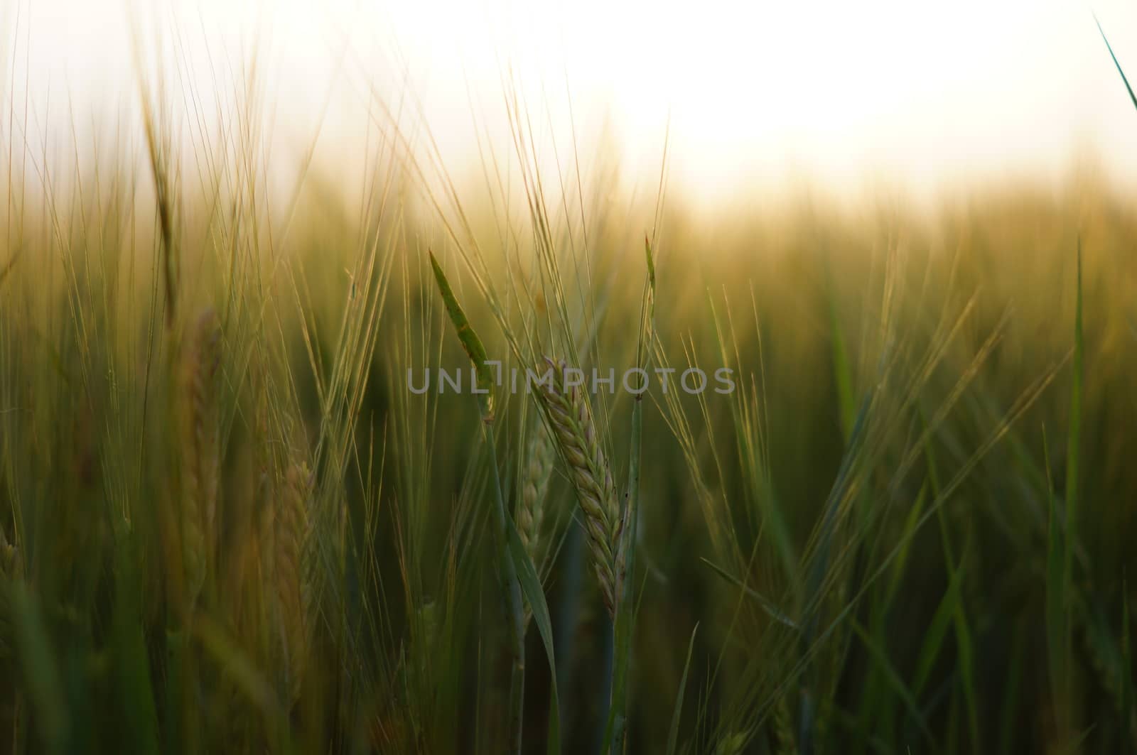Wheat in nature