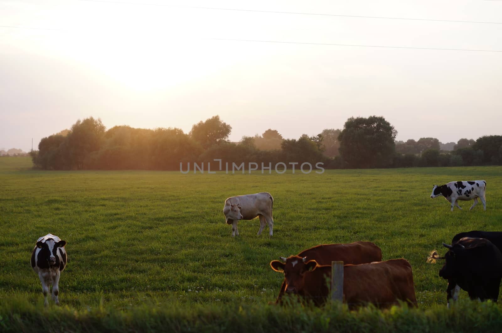 Cow on grass by celaler
