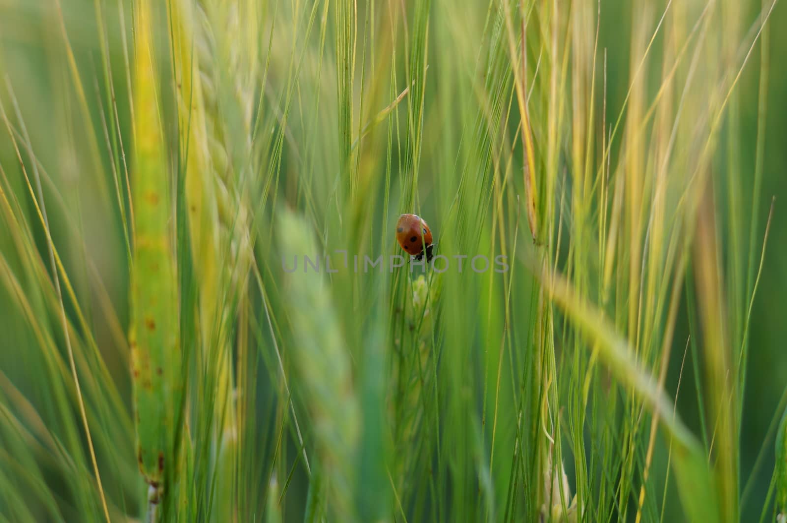 Ladybird on green grass by celaler