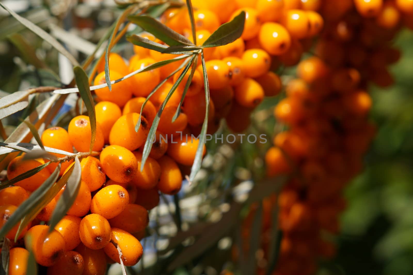Orange cornelian cherry on tree