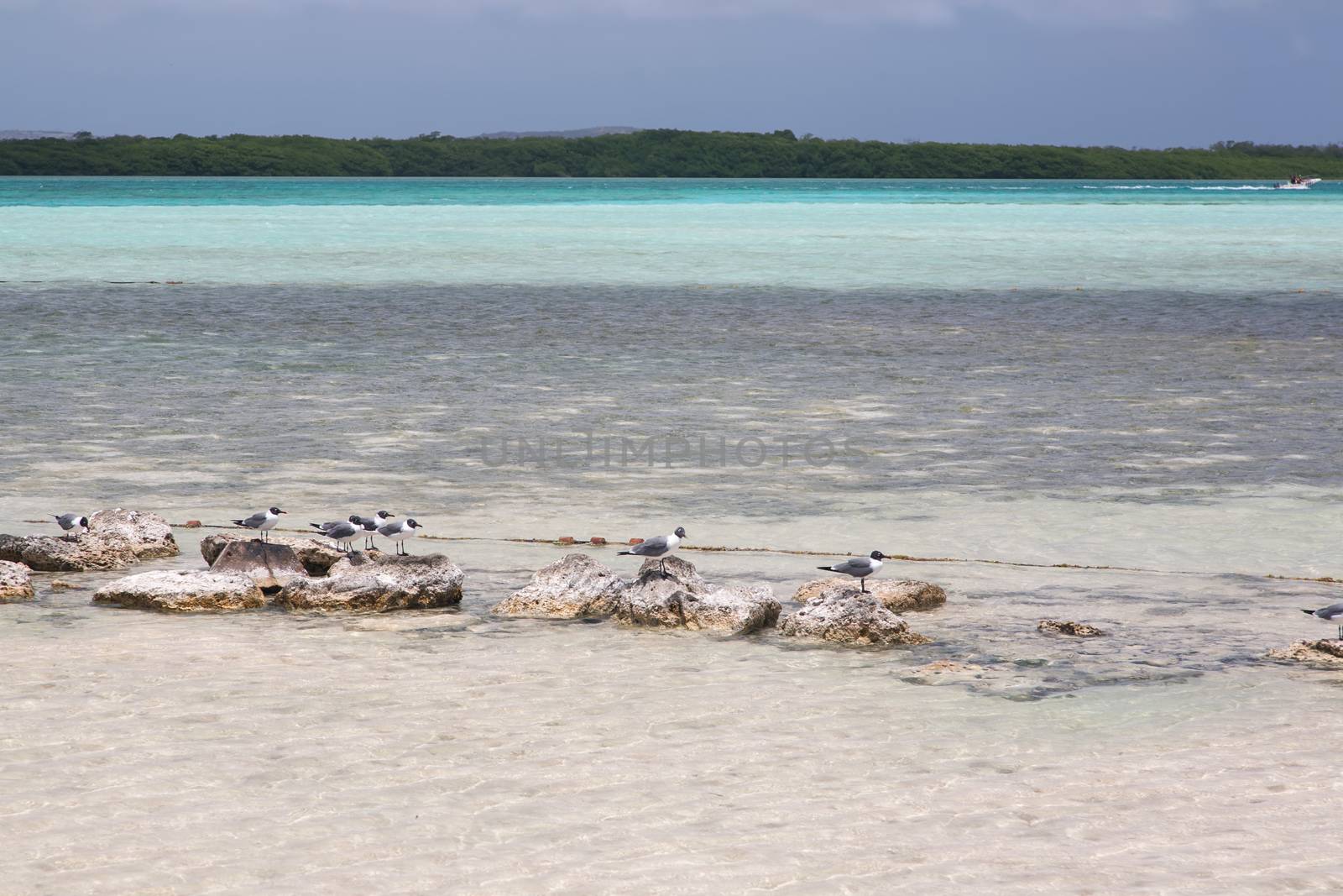 caribbean beach Bonaire island by desant7474