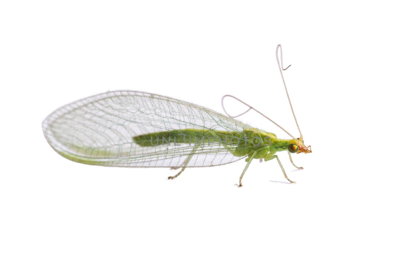 Green lacewing (Chrysoperla carnea) isolated on white background