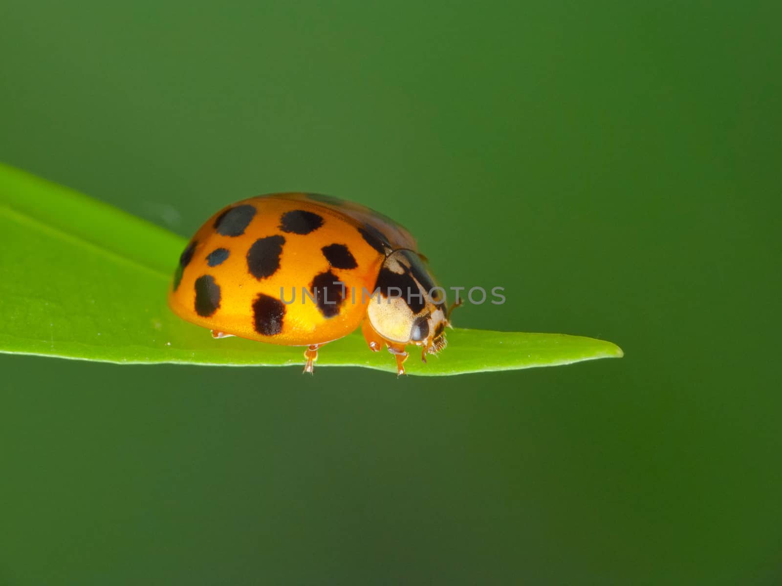 Ladybug on grass isolated green background