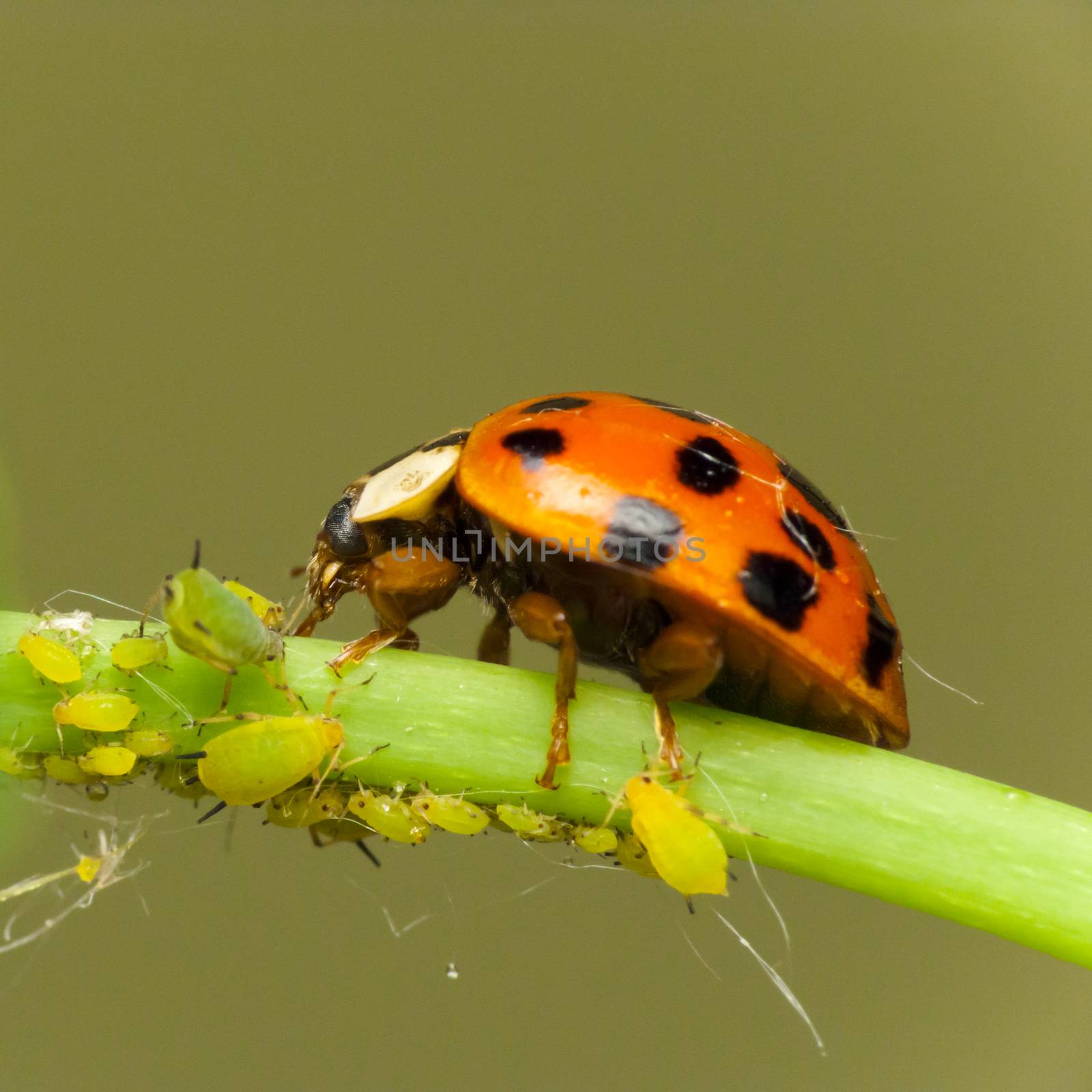 Ladybird attack aphids by Kidza