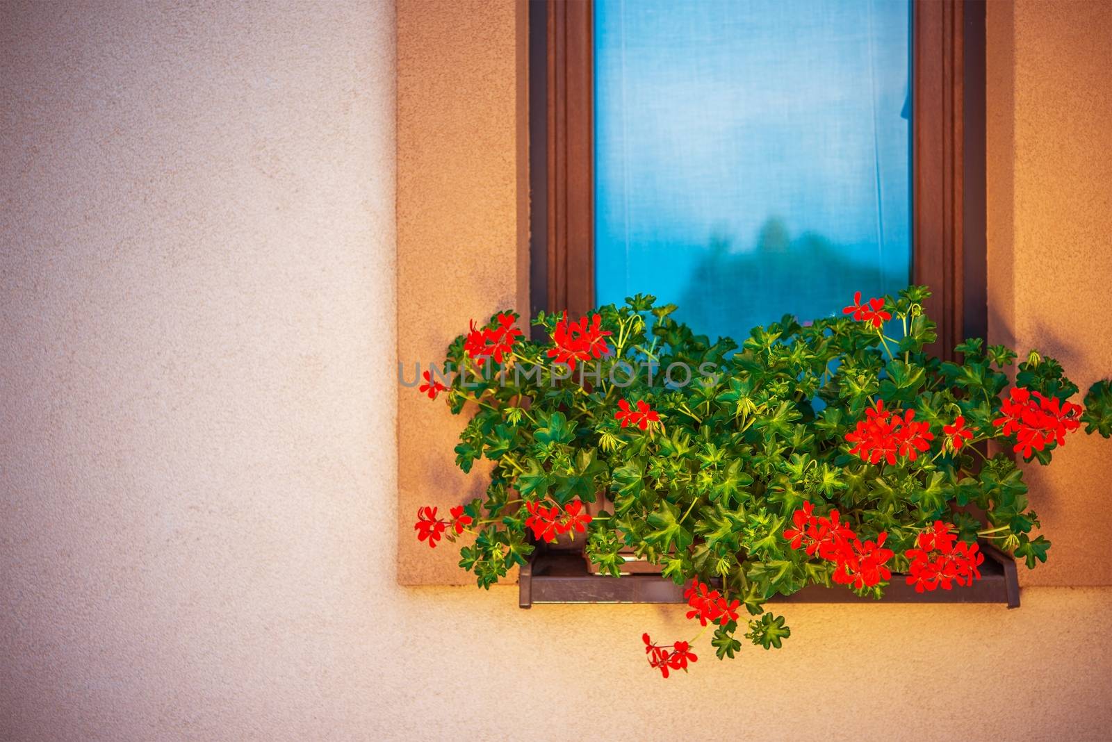 Blooming Window Flowers by welcomia