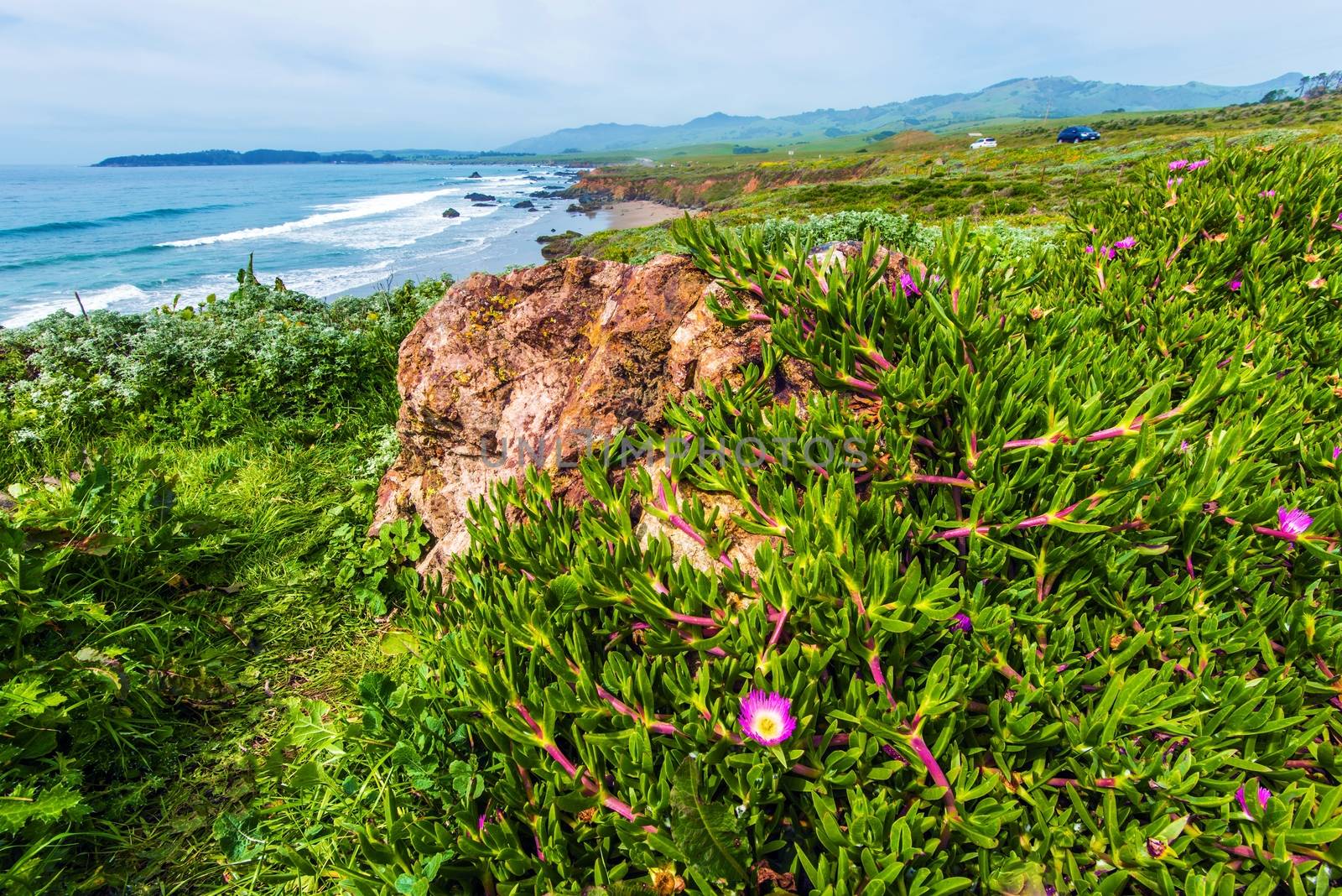 California Coastal Flora. Flowering Plants on the Ocean Cliff. California, United States.