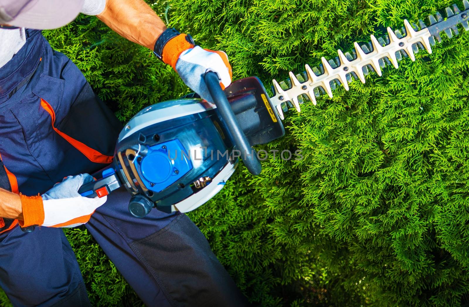 Trimming Time. Gardener with His Gasoline Hedge Trimmer in Action. 