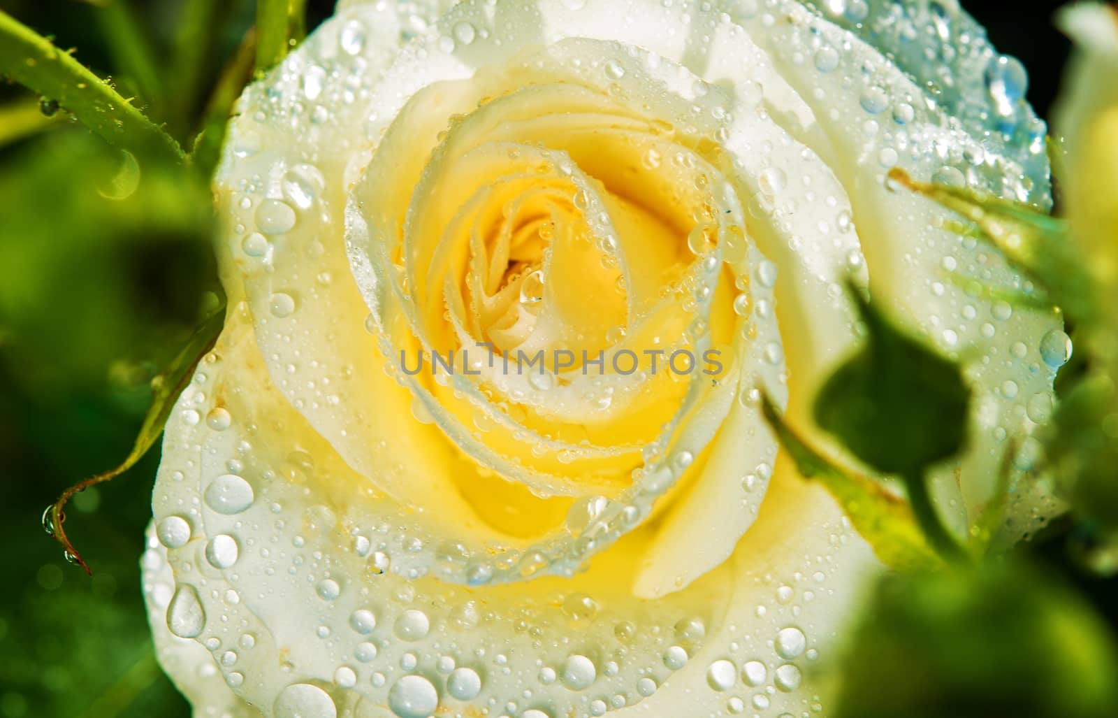 White Rose After Rain by welcomia