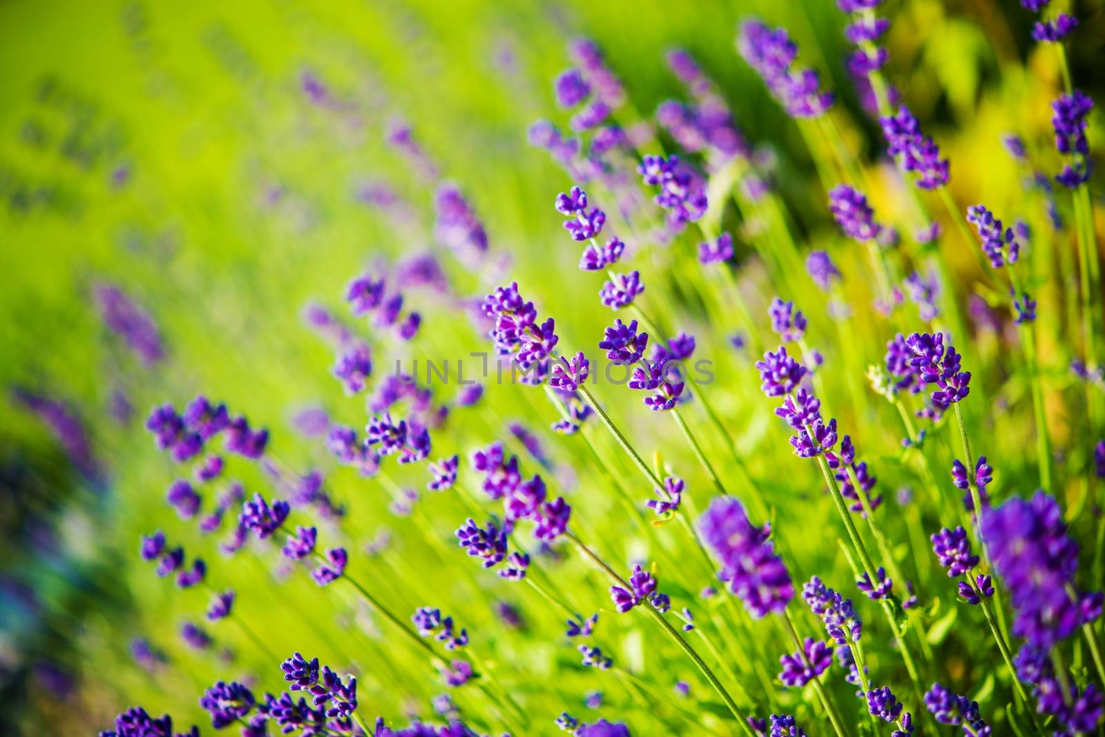 Blossom Purple Wildflowers Closeup Photo. Summertime Wildflowers.