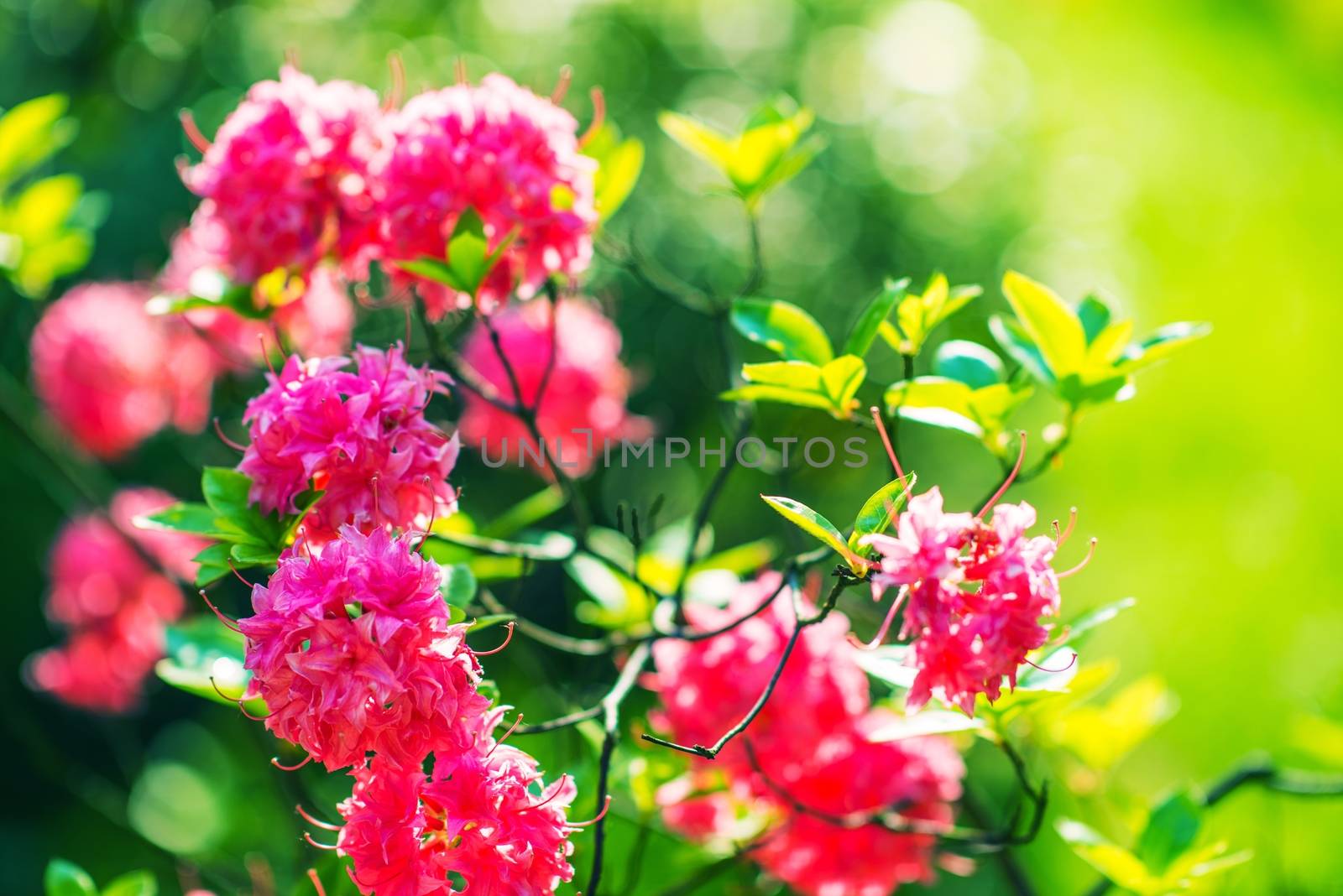 Blossom Summer Garden. Pink Flowers Bloom Closeup Photo. Summer Time in a Garden.