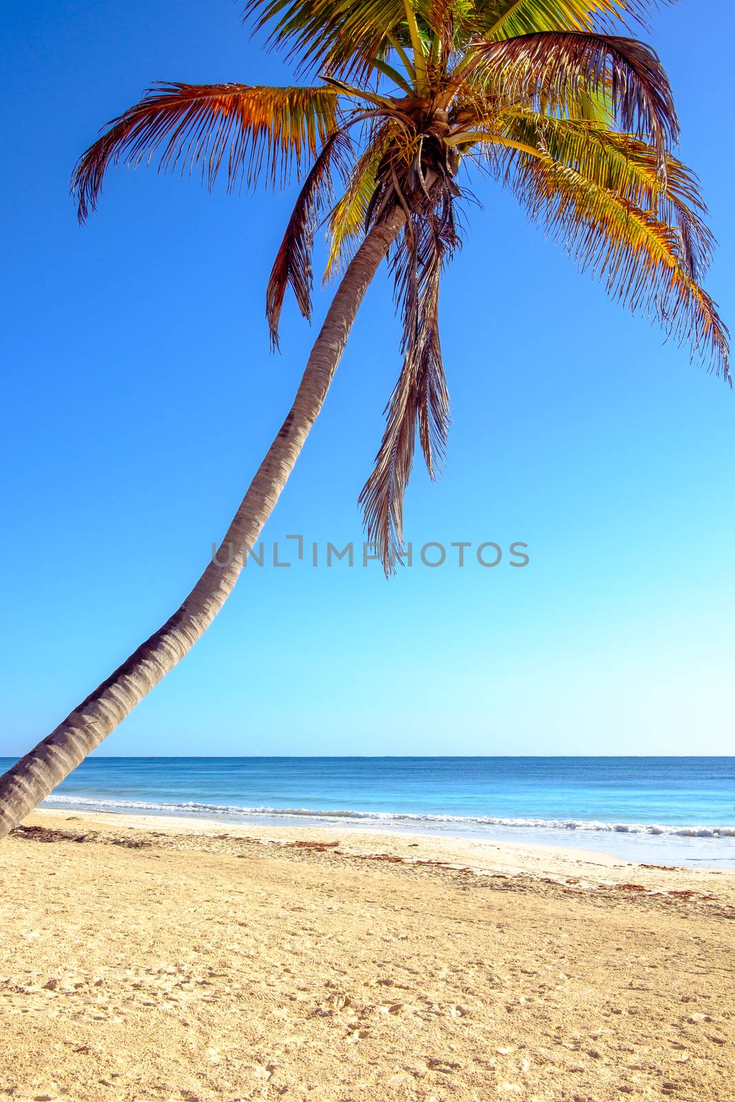 Summer ocean beach landscape with palm tree and sand by martinm303