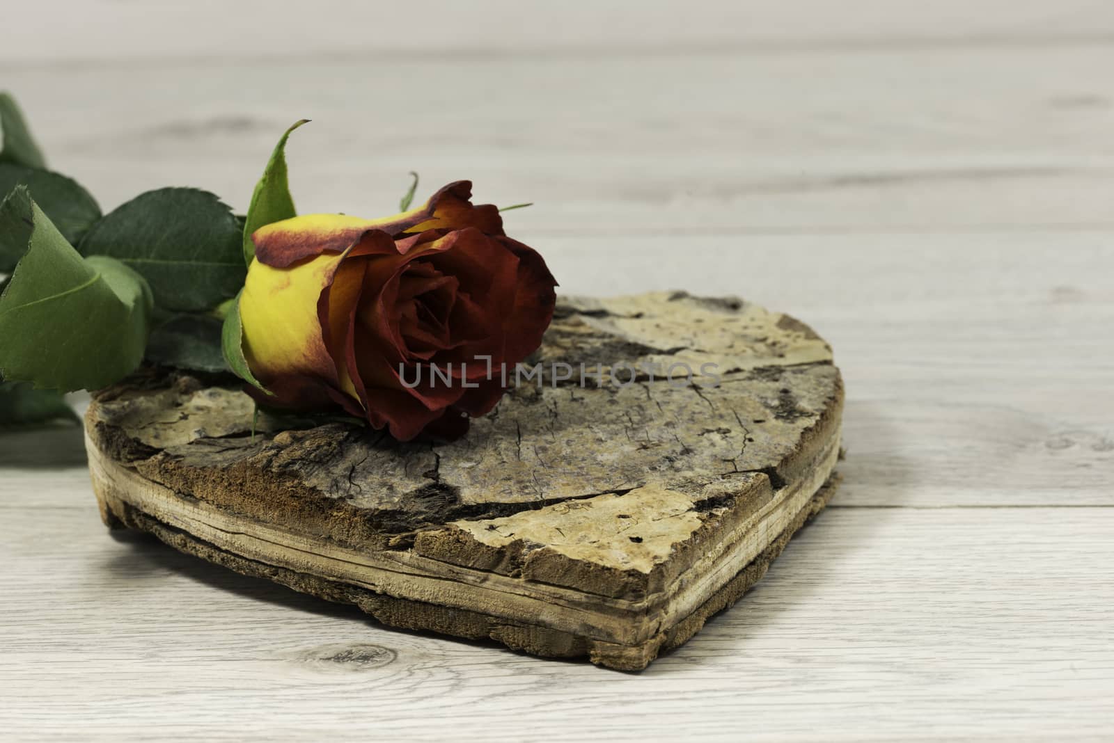 red rose lying on cork heart shape for valentines ot mothers day