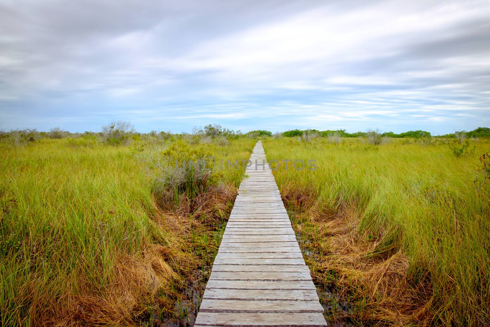 Landscape view of wooden boardwalk in swamp covered by greed grass
