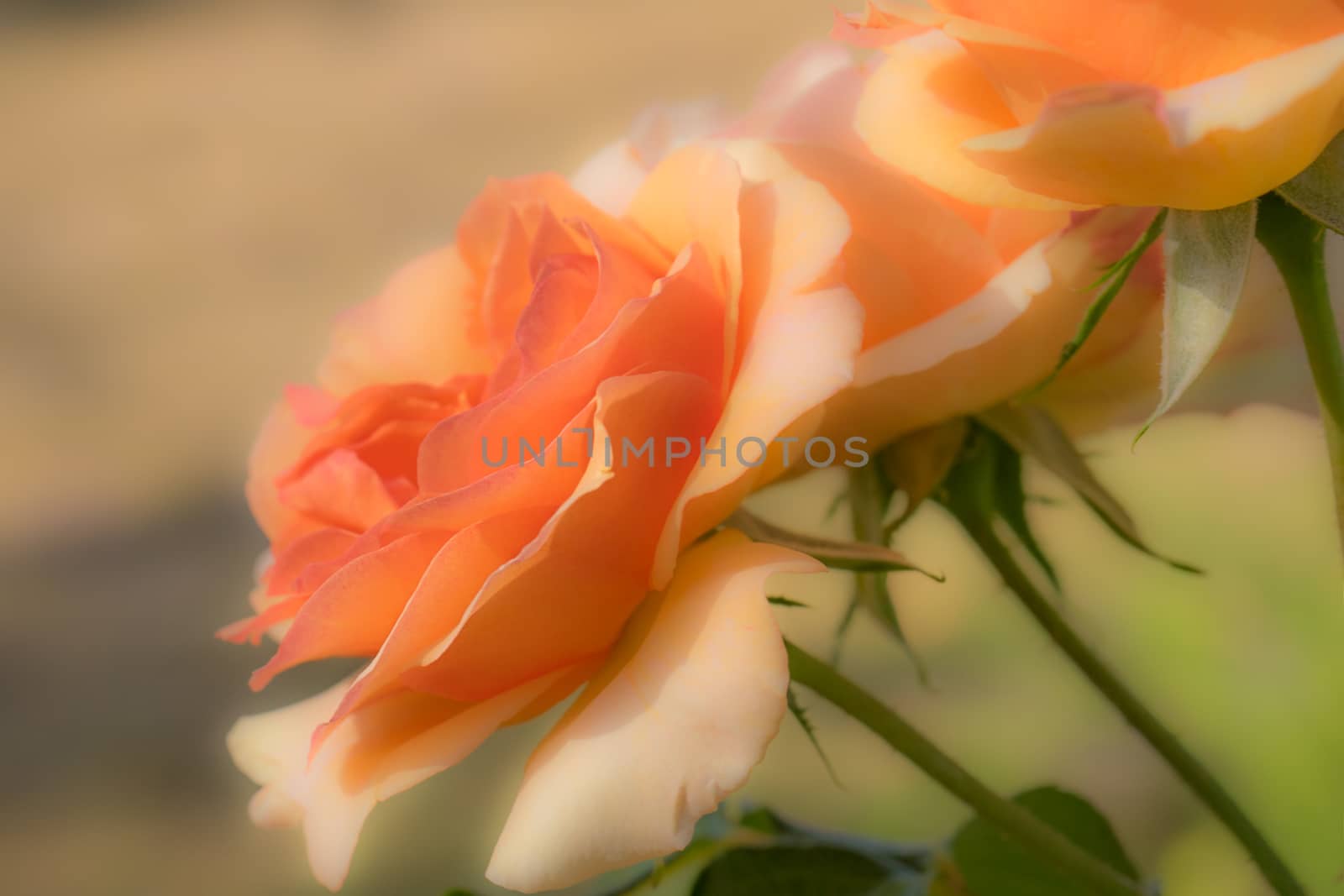 Bunch of beautiful spring apricot rose flowers growing in garden