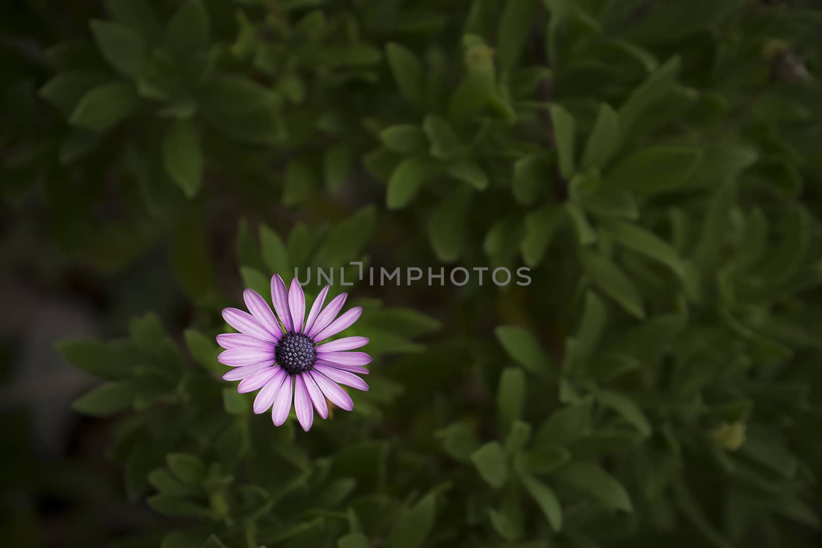 Purple flower of African daisy Osteospermum 