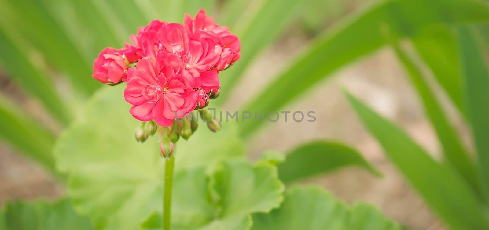 Spring flowers pink geranium with green foliage background