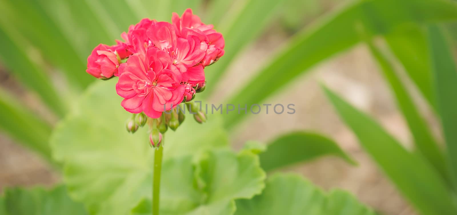 Spring flowers pink geranium by sherj