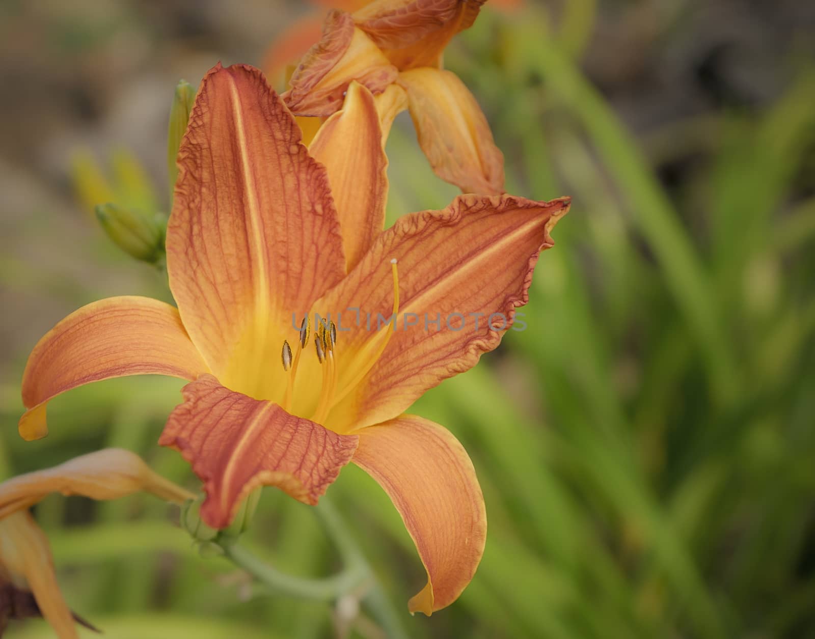 Beautiful orange flower of Daylily Hemerocallis in spring time